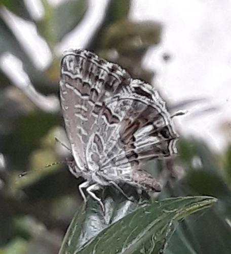 Cacyreus marshalli